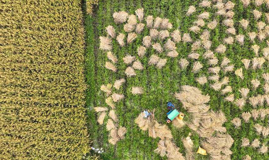 村民在開陽縣禾豐鄉馬頭村收割水稻。袁福洪攝