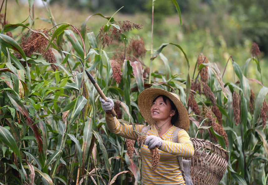 村民在開陽縣永溫鎮雙合村收割高粱。袁福洪攝