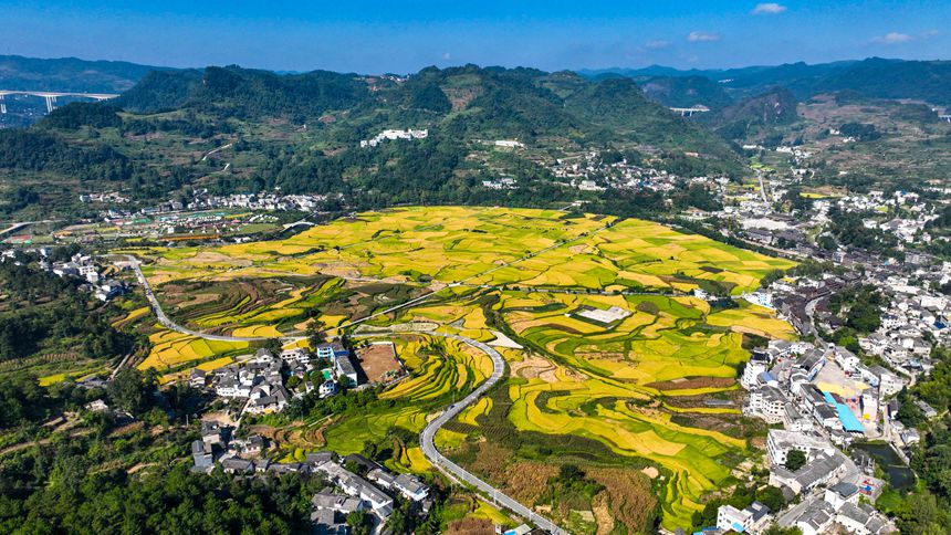 開陽縣禾豐鄉底窩壩千畝水稻種植示范區田園景色。袁福洪攝