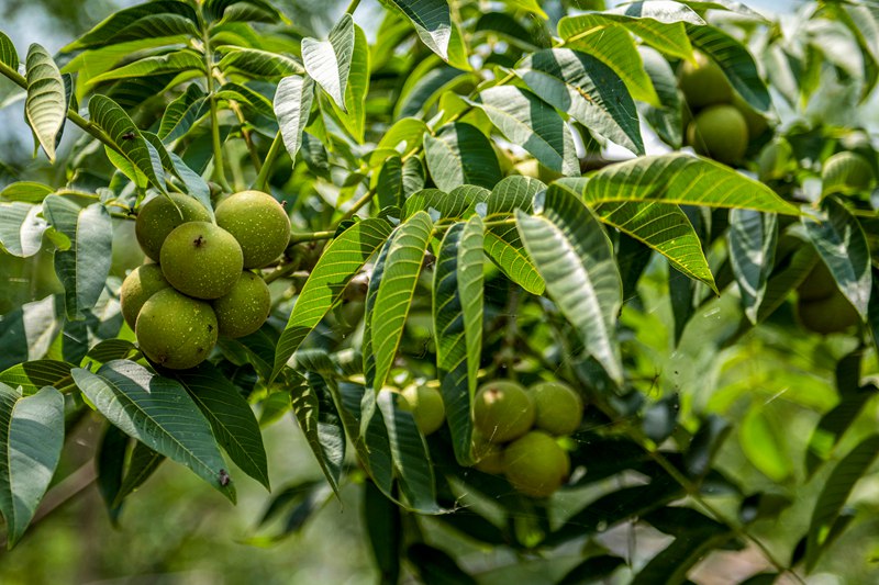 初秋時節，貴州赫章縣朱明鎮7萬多畝核桃陸續迎來采摘季，村民們正搶抓農時采摘，確保核桃豐產豐收。這是赫章嫁接兩年的掛果核桃。 李學友攝