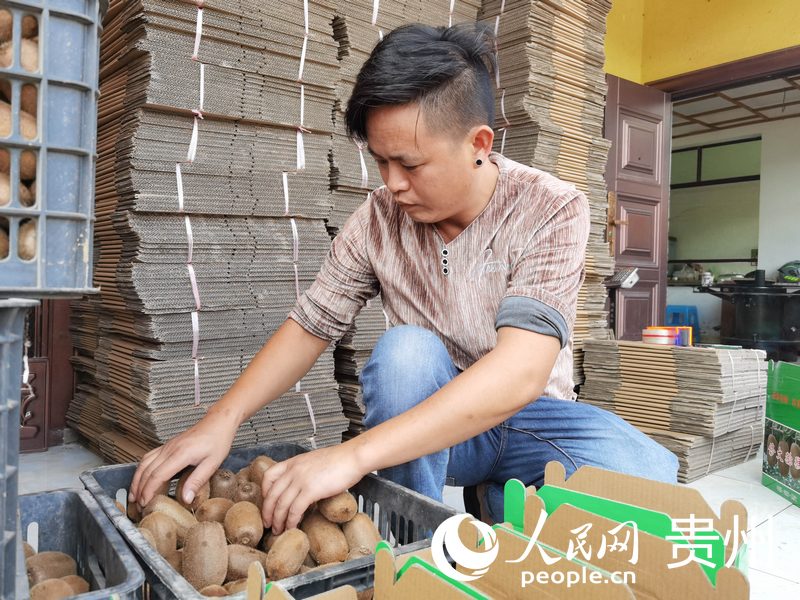 種植戶楊軍正在打包獼猴桃。人民網 王秀芳攝
