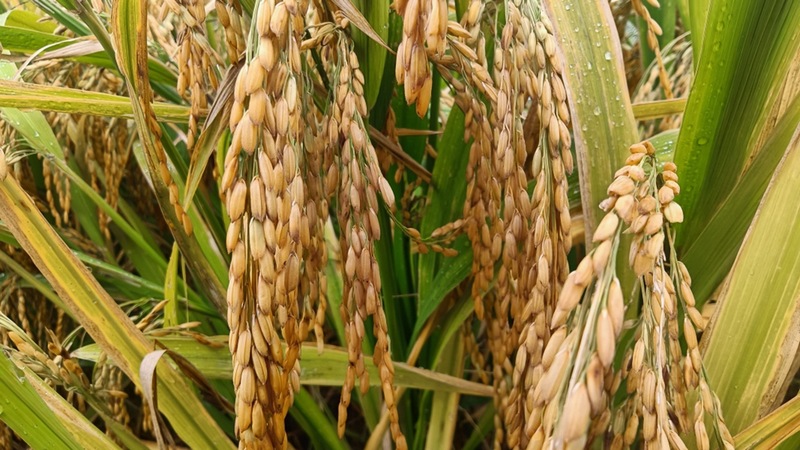 修文縣久長街道清江片區高標準農田稻谷成熟了--姜繼恒 攝.jpg