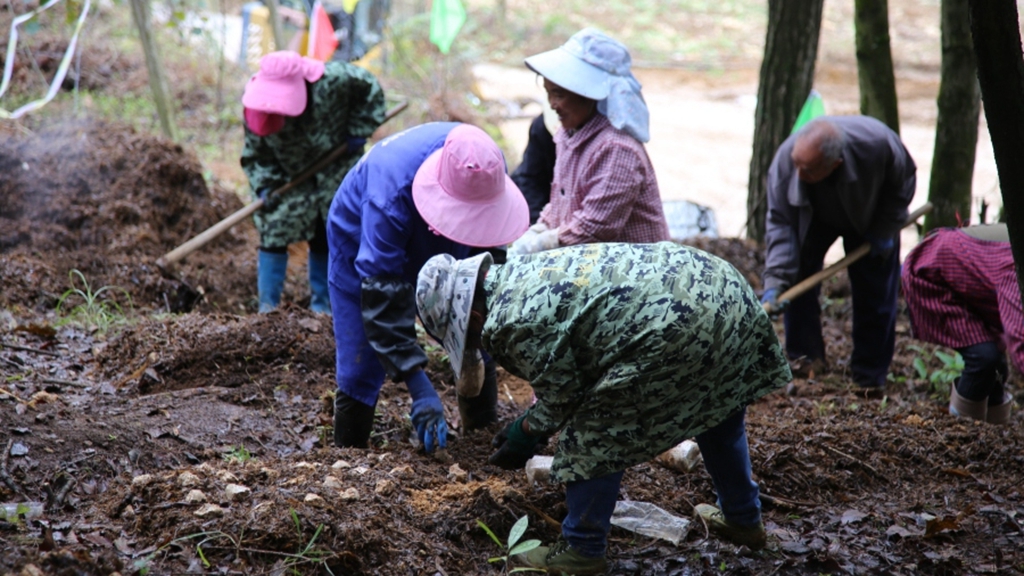 產業工人正在擺放菌包。姜繼恒攝