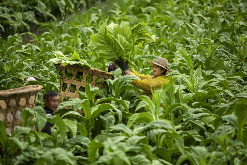 煙農忙采收。任洪攝