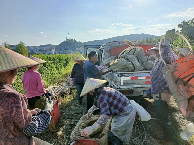 3.村民采收冬茭。平塘縣浙黔生態農業科技有限公司供圖