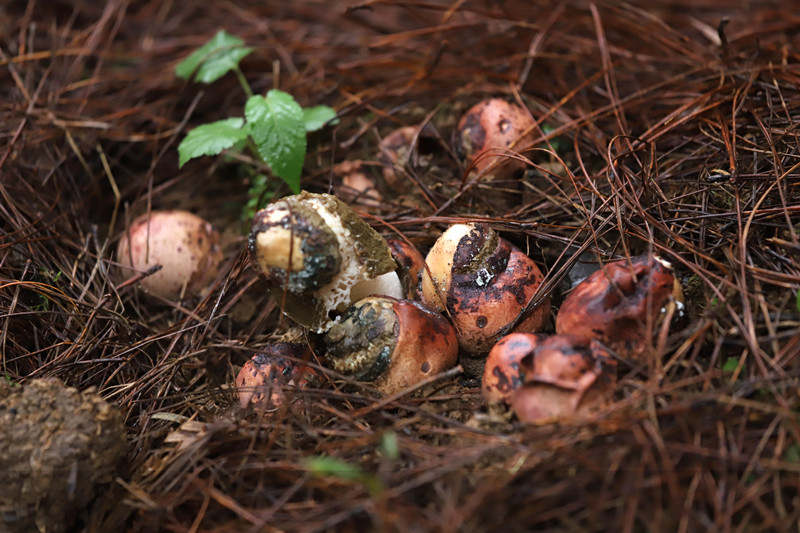 圖為處于破口期的紅托竹蓀。