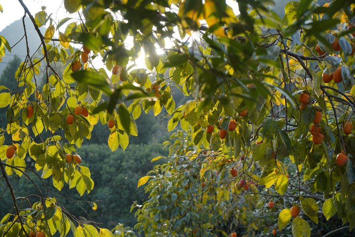 掛滿枝頭的柿子。