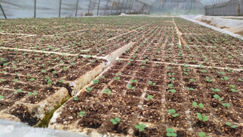 實興鄉秋冬種現場。