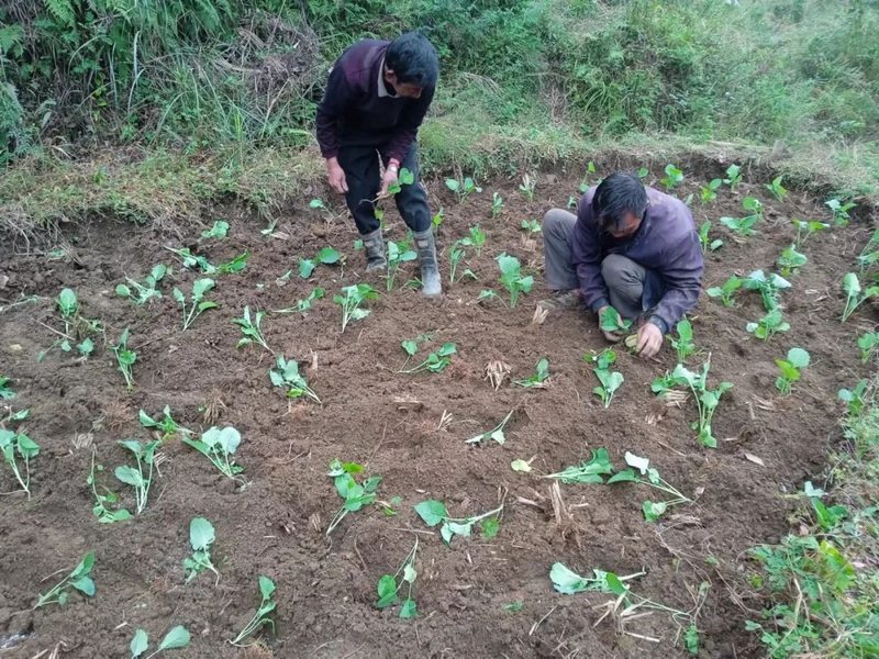 實興鄉秋冬種現場。