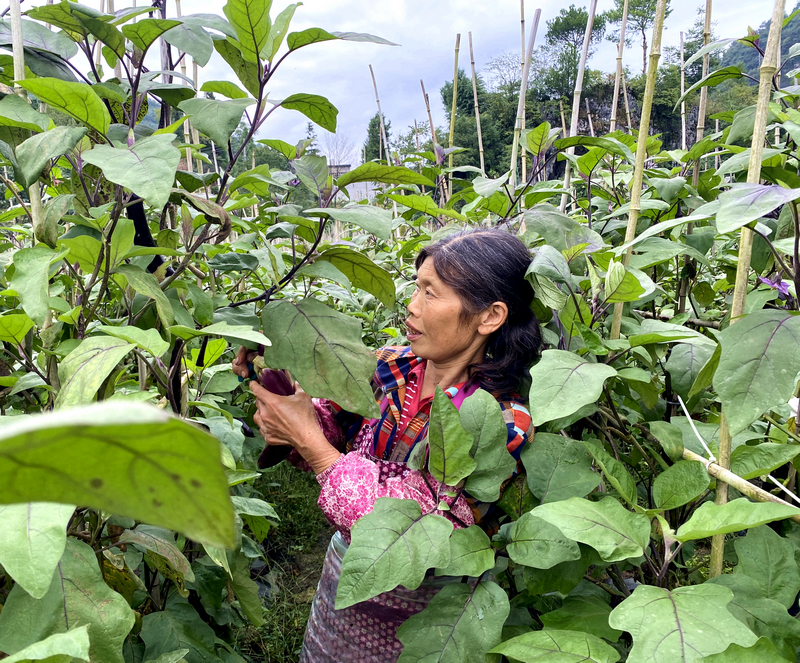 采收茄子。刁苓沙攝