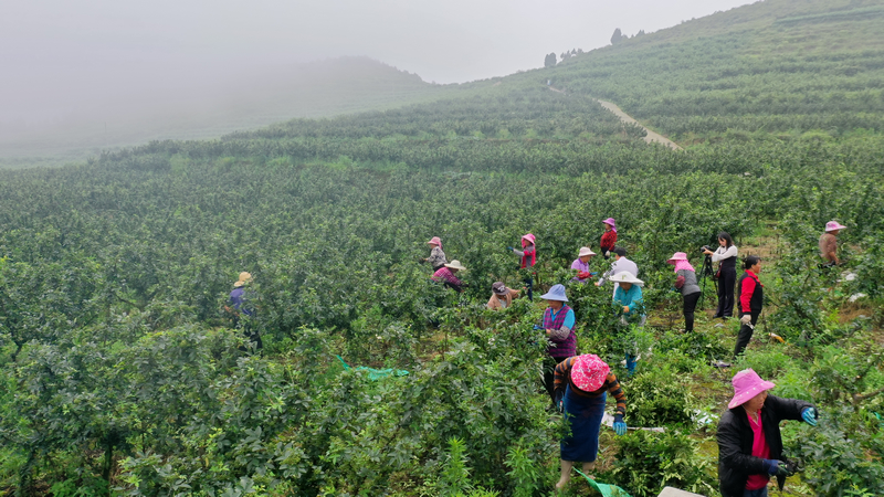 習水花椒種植基地一角。