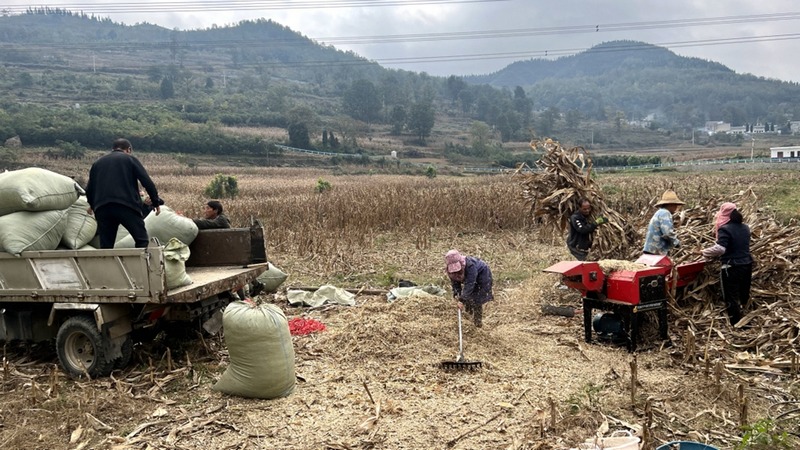 六桶鎮木林村村民們正在收秸稈 修文縣融媒體中心劉珊珊 攝.jpg.jpg