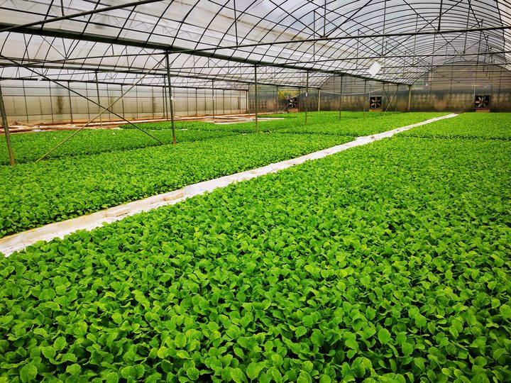 長勢良好的油菜。