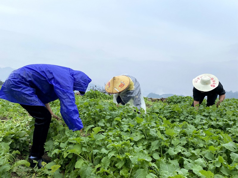 馬臨農戶正在移苗 習水縣融媒體中心供圖.jpg