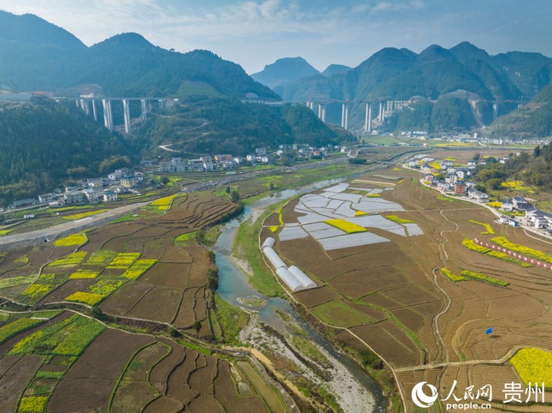貴州省遵義市綏陽縣枧壩鎮黃魚村的千畝高粱種植基地美如畫。人民網 陽茜攝
