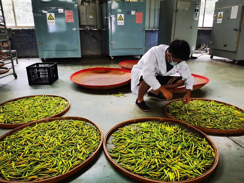 村民在加工黃花菜。田強攝