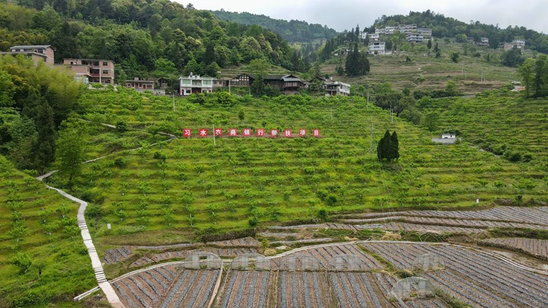 4、程寨鎮石門村桃子種植園 。習水縣融媒體中心供圖