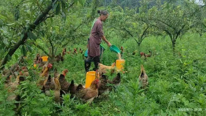 工人在雞喂食。
