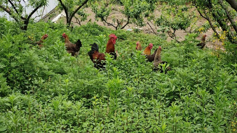 雞在樹林里面自由覓食。