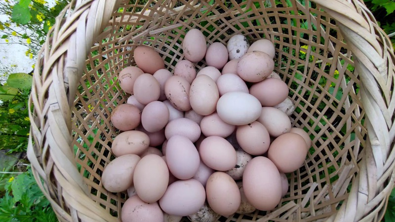 土雞蛋。
