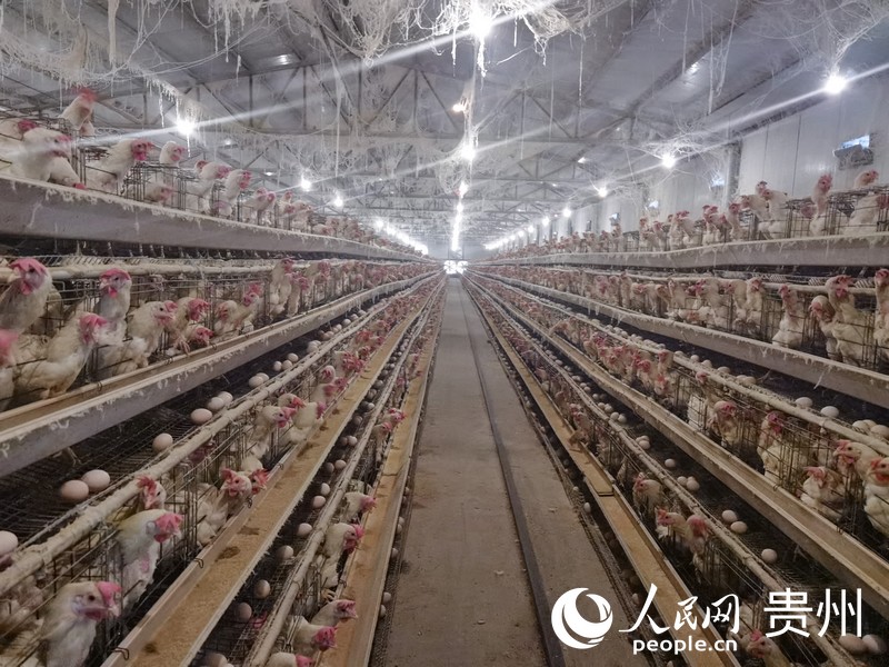 盤踅村蛋雞養殖場一隅。人民網 王秀芳攝