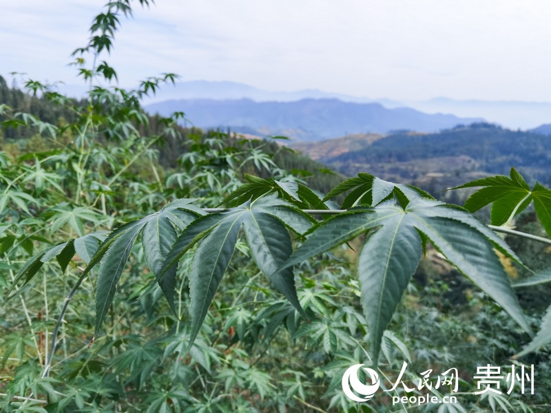 華優村長勢喜人的甜茶。人民網 王秀芳攝
