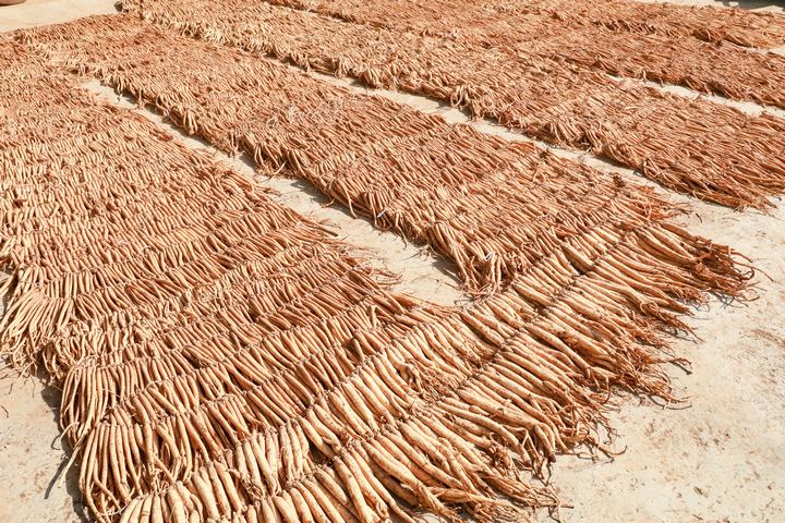 11月21日，在威寧自治縣海拉鎮海昌村黨支部領辦合作社晾曬場正在晾曬的黨參。趙慶能攝