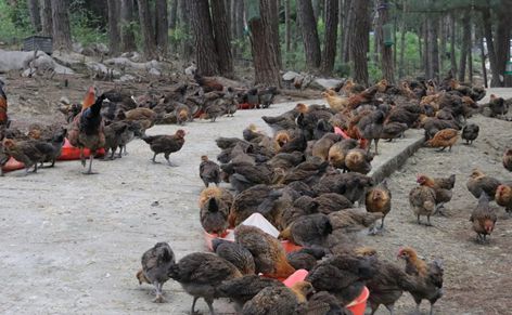 習水：發展林下經濟 美了生態富了口袋