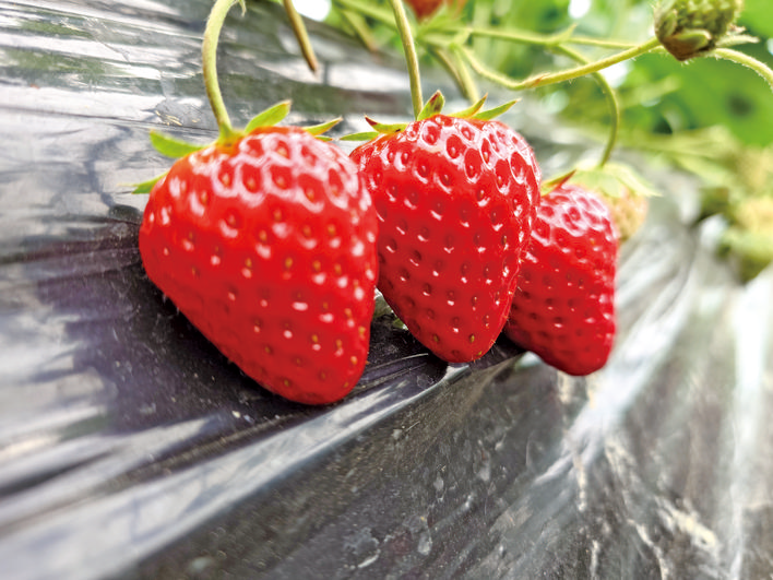 成熟的草莓掛滿藤蔓。