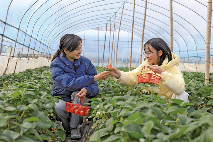 游客摘草莓。