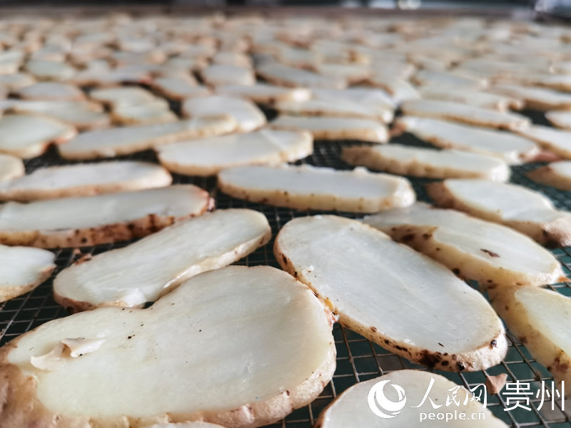 等待烘干的天麻切片。人民網 王秀芳攝