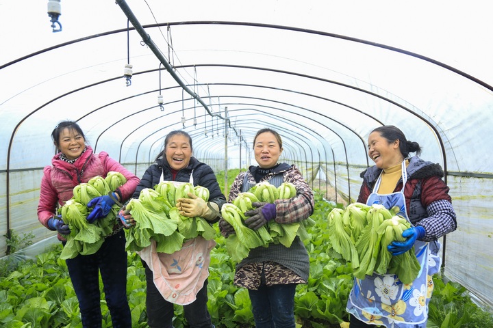 上百畝青菜迎豐收。