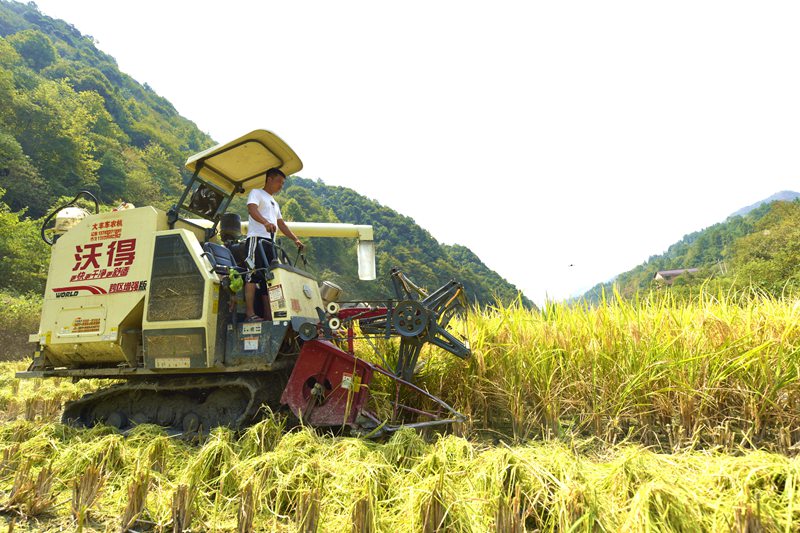 鎮遠縣蕉溪鎮田溪村用收割機采收稻谷（江春健 攝）