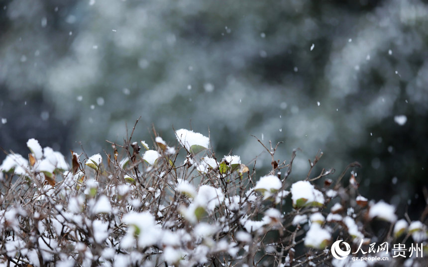 綠化帶慢慢堆積的雪。人民網 顧蘭云攝