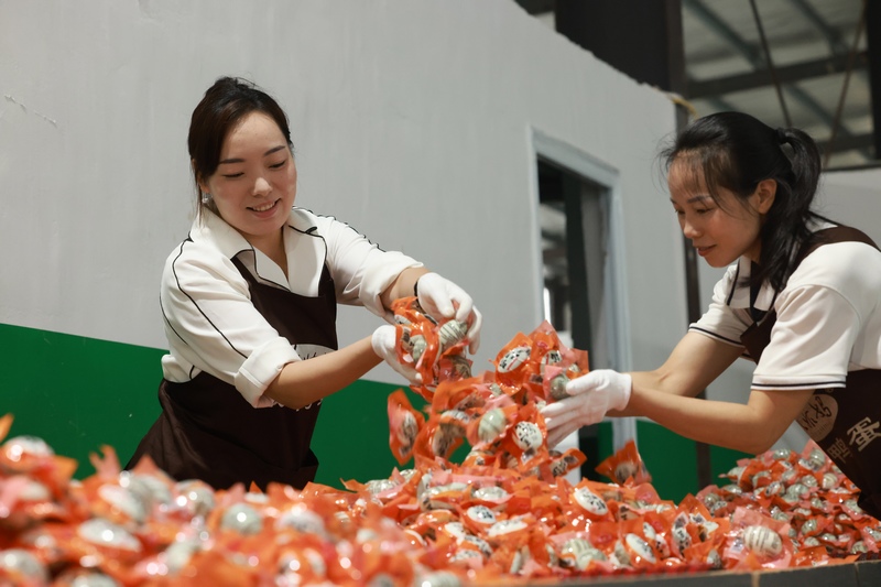 工人正忙著對咸鴨蛋進行整理、包裝。楊劍攝