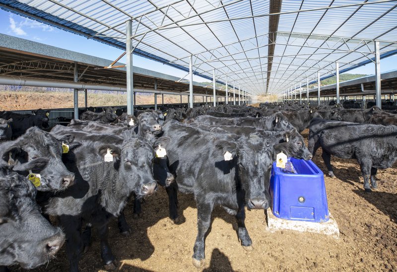 赫章朱明鎮養殖場飼養的千頭安格斯青年能繁母牛 李學友 攝.jpg