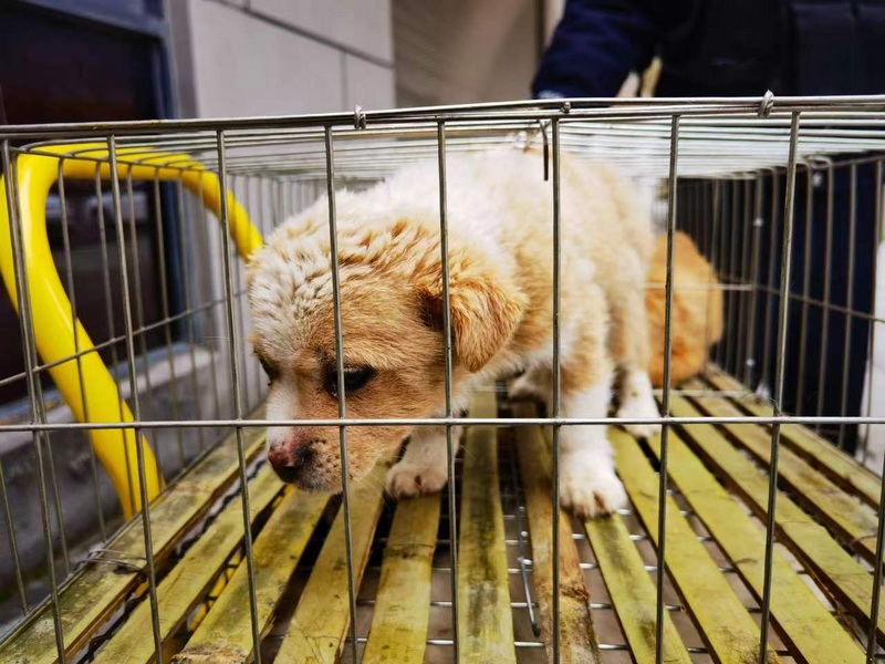 70多只被遺棄小狗已在春節前夕有了家。