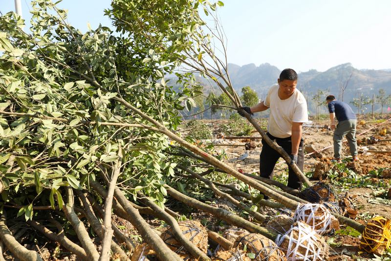 2月18日，干部職工在貴州省黔東南州劍河縣義務植樹點植樹。