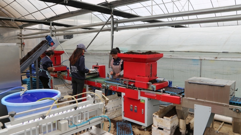 工人們正按照訂單，將育壯的菜苗裝車，抓緊配送至周邊蔬菜產業區。 修文縣融媒體中心姜繼恒 攝.jpeg