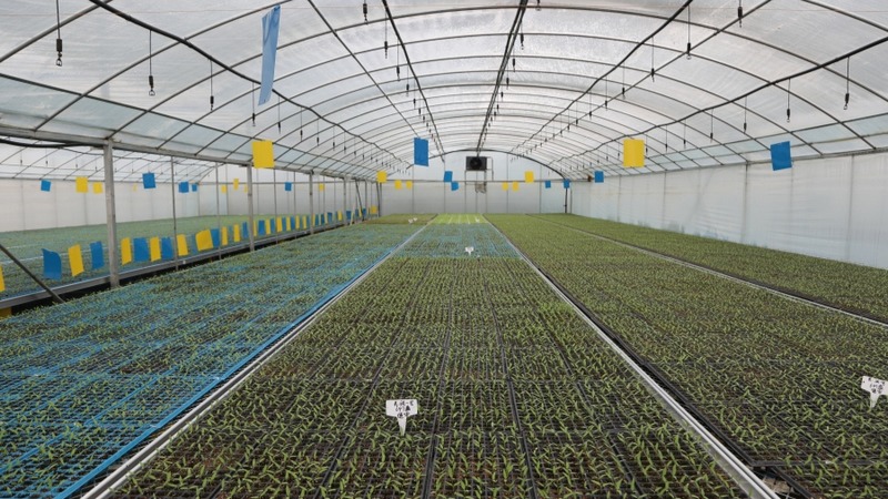 修文縣陽明洞街道幸福村的工廠化集約育苗基地 修文縣融媒體中心姜繼恒 攝.jpeg