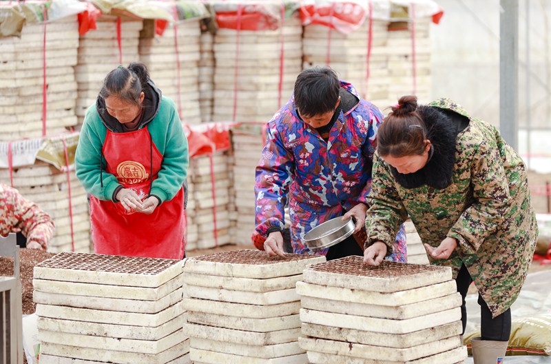 村民正在查看苗盤。