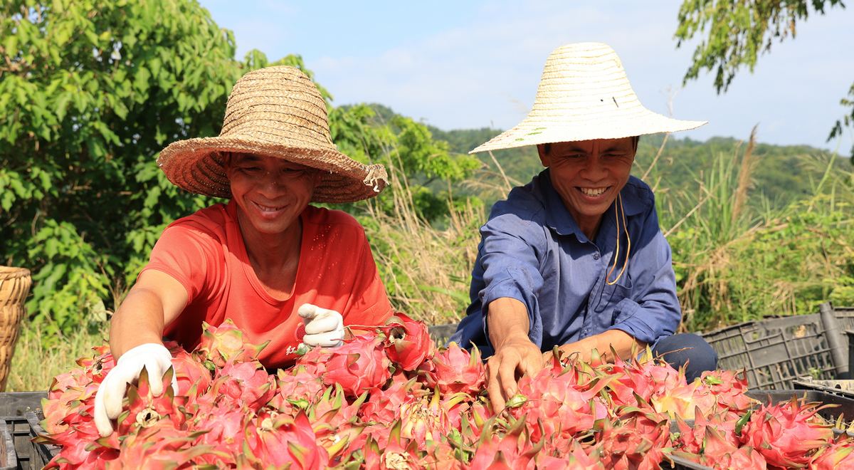 火龍果采收上市。