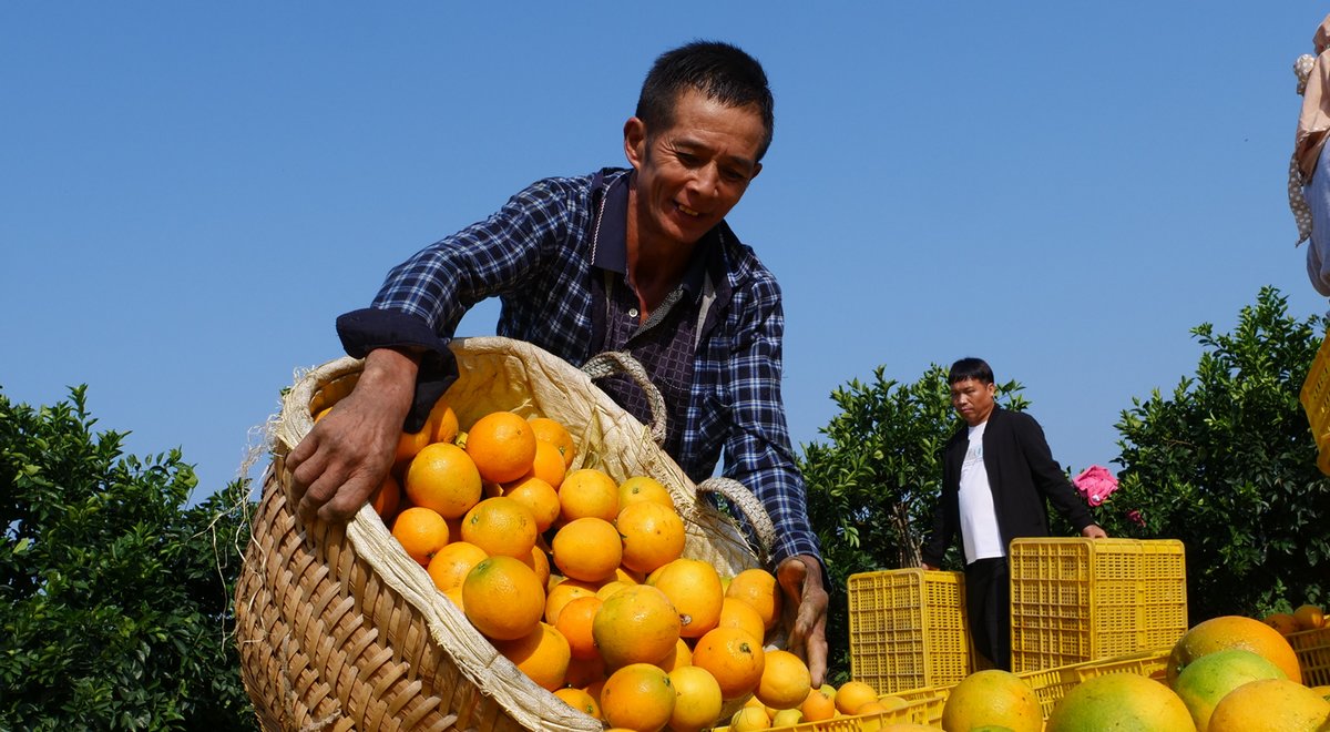 臍橙采收上市。