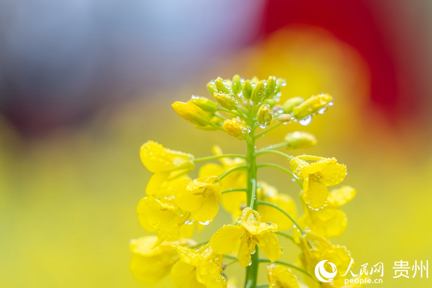 盛開的油菜花。人民網記者 涂敏攝