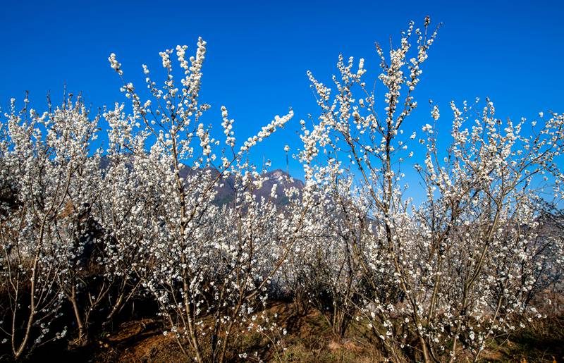 又是櫻桃花開時。初春時節，赫章縣六曲河鎮10000多畝櫻桃花競相綻放，正是賞花好時節。李學友   攝