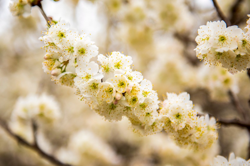 又是櫻桃花開時。初春時節，赫章縣六曲河鎮10000多畝櫻桃花競相綻放，正是賞花好時節。     李學友 攝