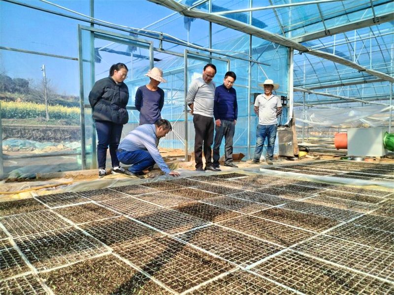 農技專家對紅楓湖鎮右二村辣椒育苗進行現場指導。.jpg