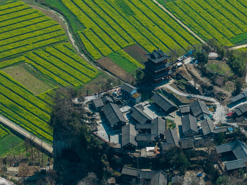 萬畝油菜花競相綻放。羅大富攝 