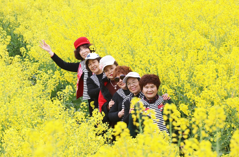 官倉油菜花開，吸引眾多游客游玩打卡。陳桂良攝