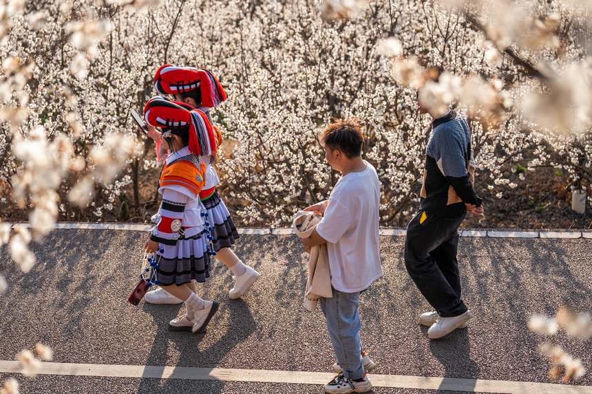 游客穿行于櫻花樹之間。羅大富攝